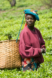 African Agriculture
